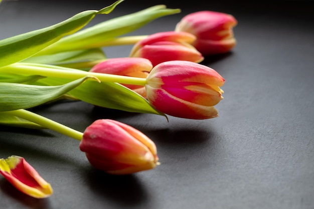 Bunch of red tulips on dark background spring flowers