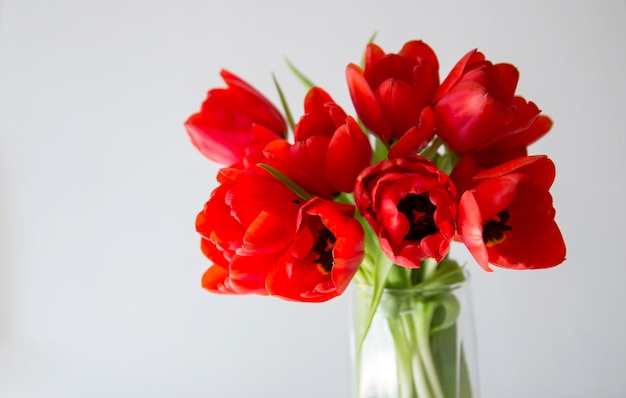 Bunch of red tulips in a glass with white background