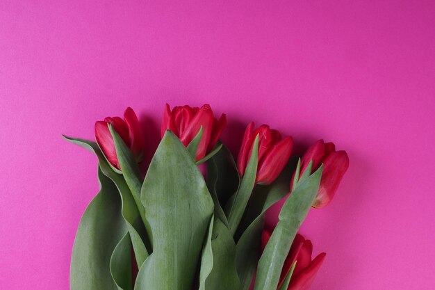 A bunch of red tulips on a pink background