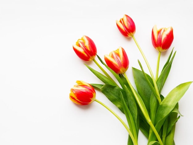 Mazzo di tulipani rossi su bianco. cinque fiori colorati appena raccolti.