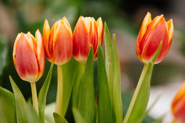 Foto un mazzo di tulipani rossi con uno sfondo sfocato