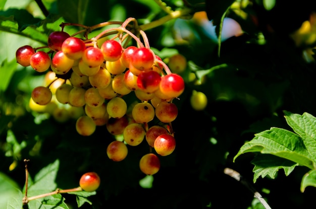 A bunch of red and yellow berries hang from a tree.