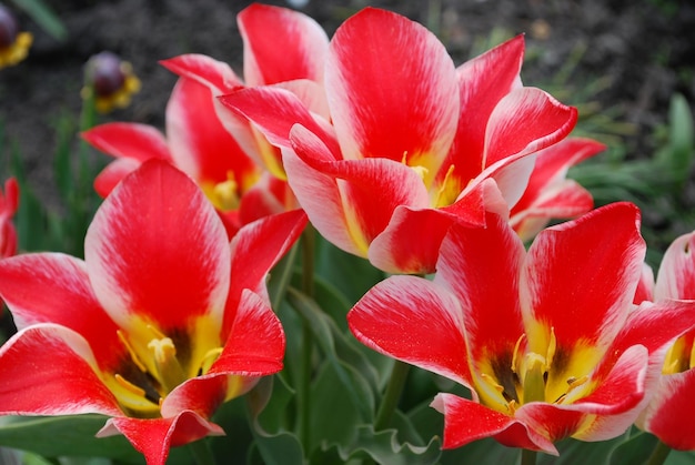 A bunch of red and yellow tulips are in bloom.