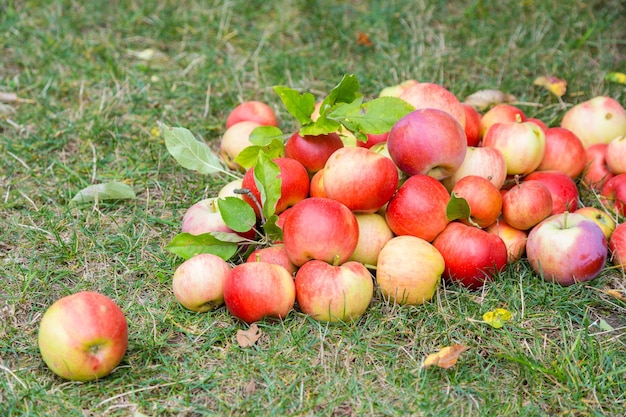 A bunch of ripe apples on a background of grass