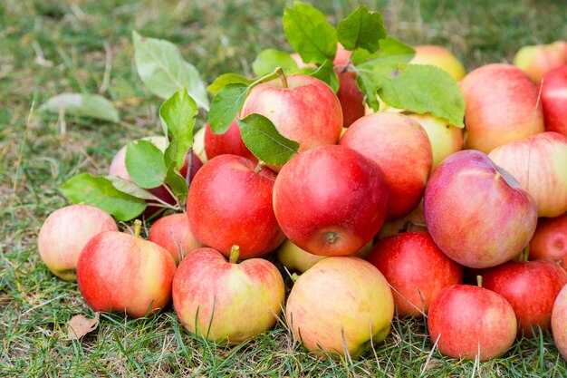 A bunch of ripe apples on a background of grass