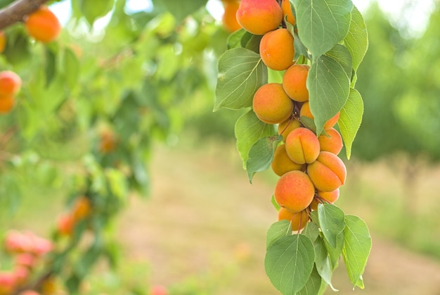 Куча спелых абрикосов висит на дереве на фоне абрикосового сада
