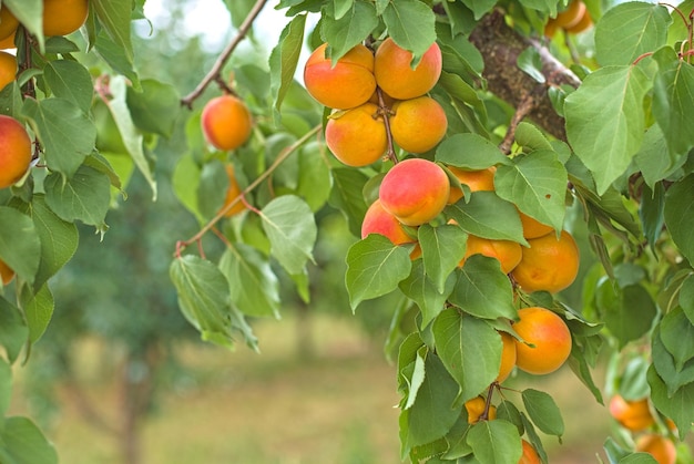 果樹園のアプリコットの背景の木にぶら下がっている熟したアプリコットの束