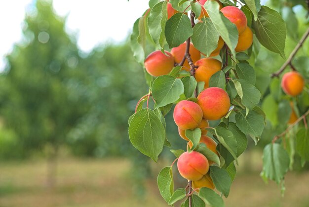 A bunch of ripe apricots hanging on a tree in an orchard apricot background