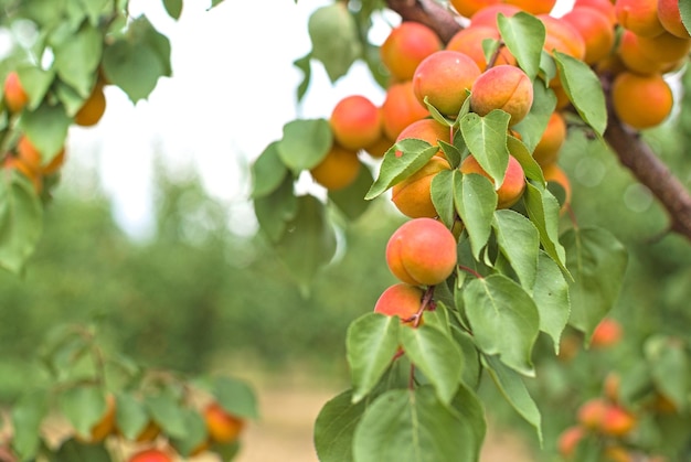 Un mazzo di albicocche mature appeso a un albero in uno sfondo di albicocche frutteto