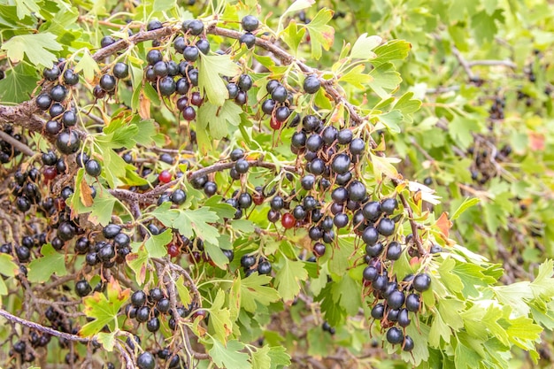 庭の茂みに熟した黒スグリの束