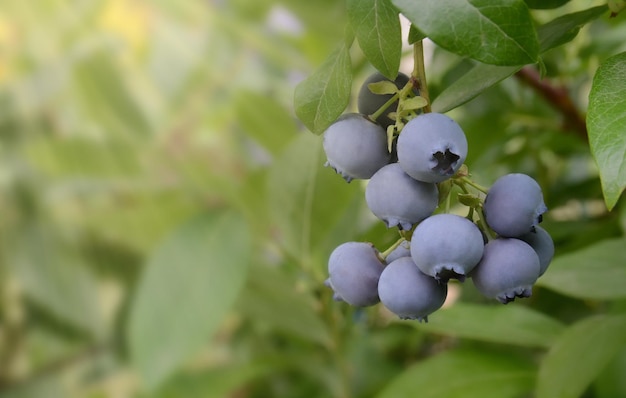 A bunch of ripe blueberries in the sun in the fruit garden