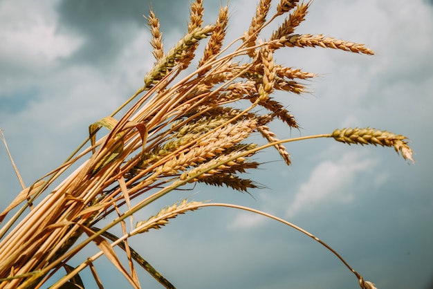 Bunch of ripe golden wheat on a background of sky.