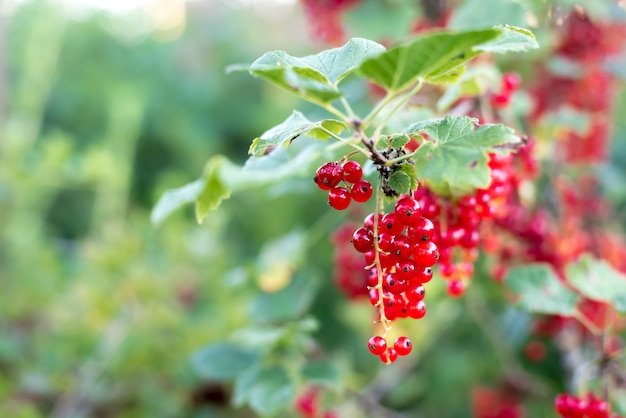 Bunch ripe juicy red currant berries.