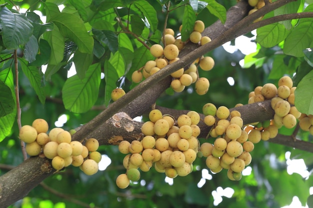 Bunch of ripe Lansium parasiticum on the branch Commonly known as Langsat Lanzones Longkong in English or Duku in Indonesian Ready to harvest