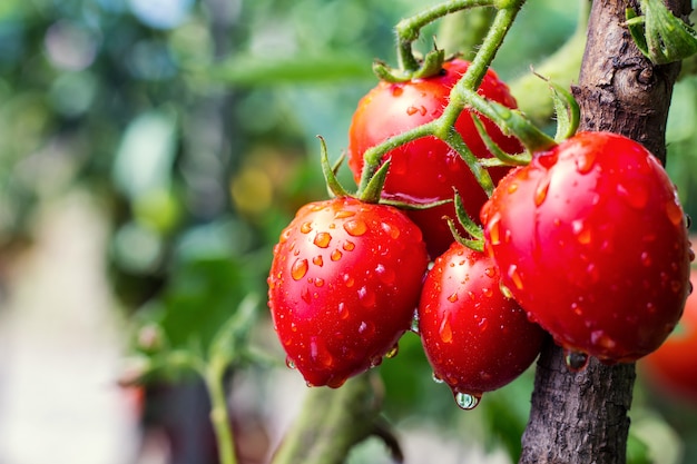 温室で育つ水滴の熟した天然チェリーレッドトマトの束