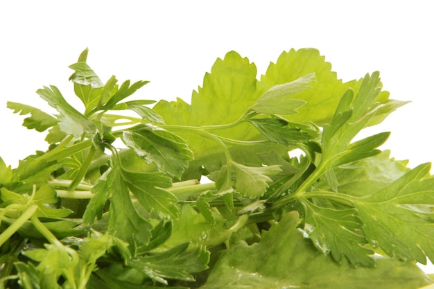 Bunch of ripe parsley