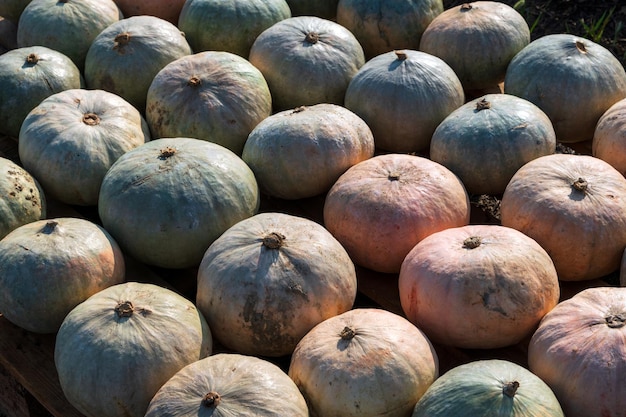 Bunch of ripe pumpkins on farm