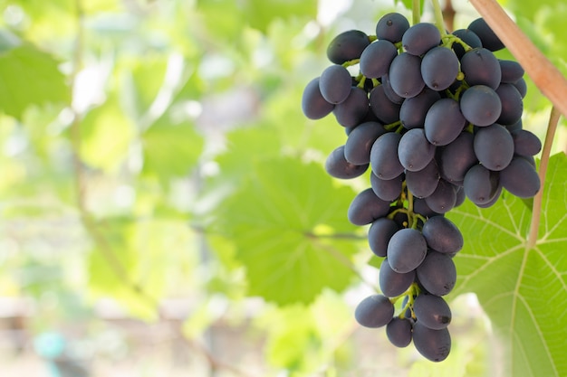 Photo bunch of ripe red grapes hanging from the vine, warm tone background with empty place for text. copy space.