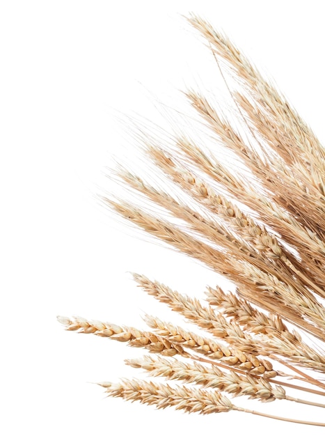 Bunch of ripe rye ears isolated on white