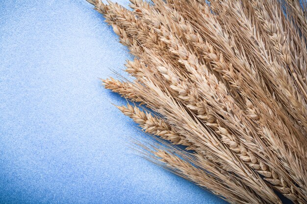Куча спелых колосьев ржаной пшеницы на синем фоне