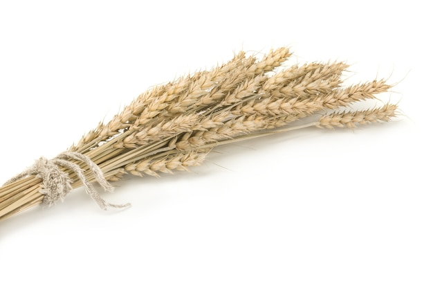 Bunch of ripe wheat ears isolated on white surface cutout.