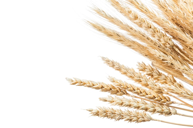 Bunch of ripe wheat ears isolated on white