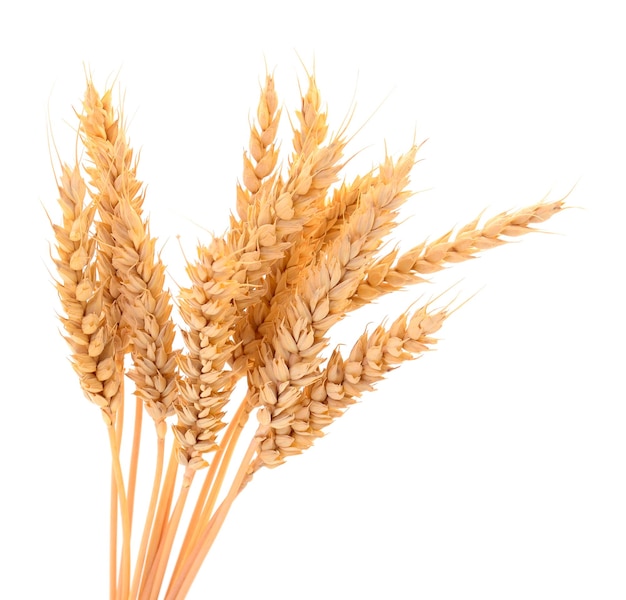 bunch of ripe wheat ears