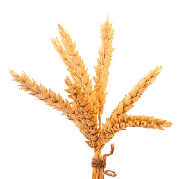 熟した小麦の穂の束