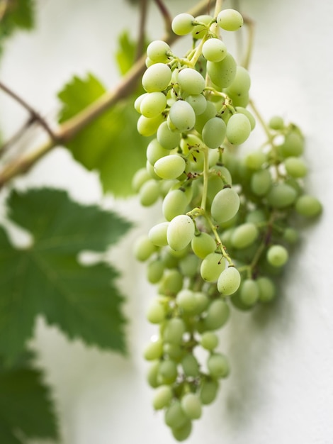 Bunch of ripening grapes on white wall