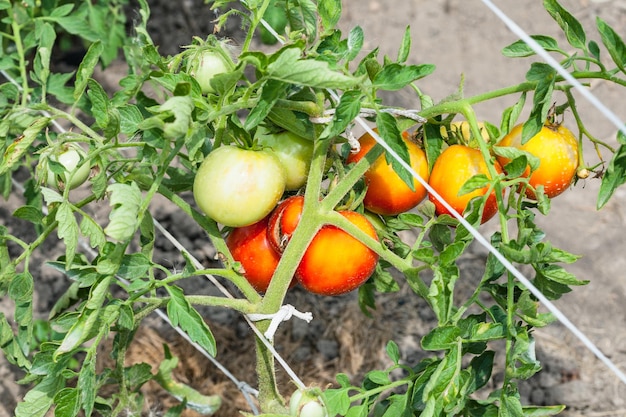 Куча созревающих помидоров на кустах в саду