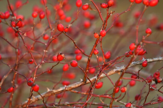 Bunch of rosehips growing on twig in autumn nature