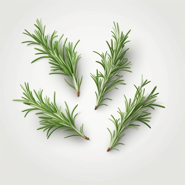 A bunch of rosemary on a white background