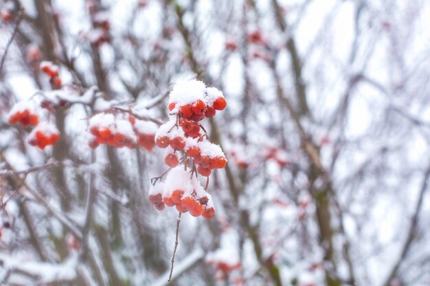 雪に覆われたナナカマドの果実の束が茂みにかかっています。