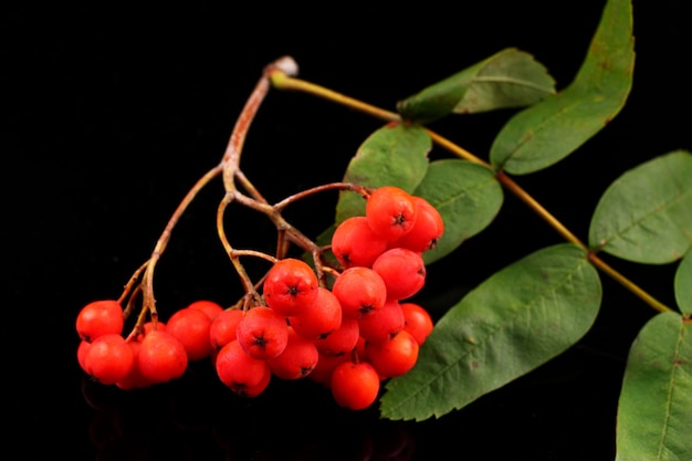 Bunch of rowan on black surface