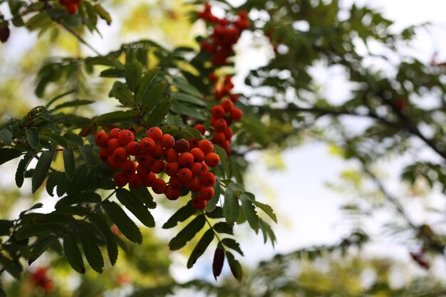 Bunch of rowan fruit on a branch with leaves on the background space for text