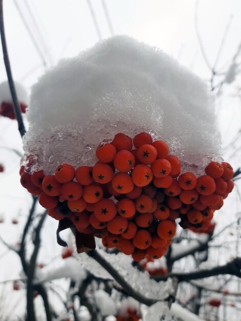 Photo bunch of rowan under the snow