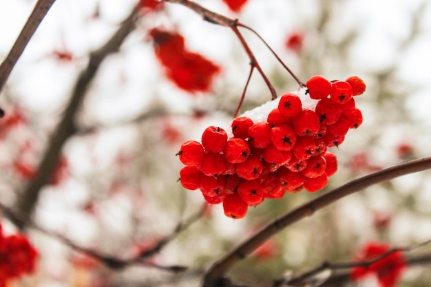 Bunch of rowan on a tree in the snow in winter