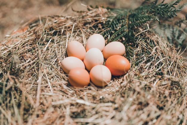 A bunch of rustic free range eggs on a straw layout. 