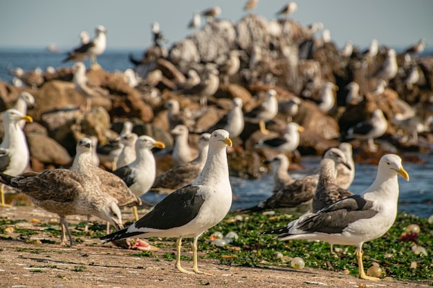 A bunch of seagulls