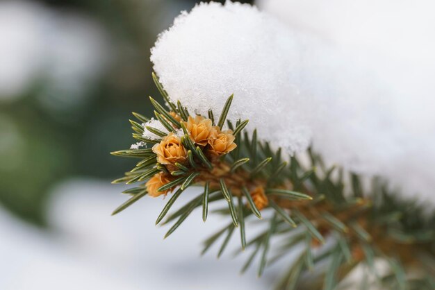 bunch of small growing cones growing on a branch of a Christmas tree with needles covered with snow