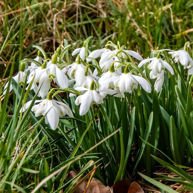 A bunch of snowdrops are in the grass.