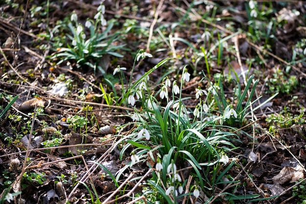 A bunch of snowdrops are growing in the grass.