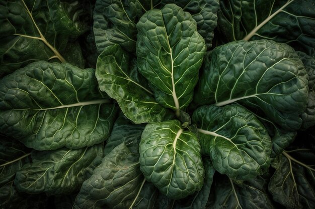 A bunch of spinach is shown in a garden.