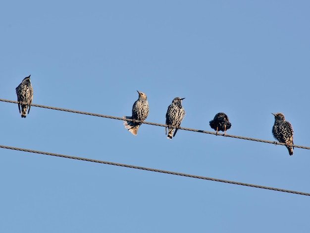 Bunch of Starlings