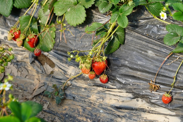 Un mucchio di fragole sono su un telo