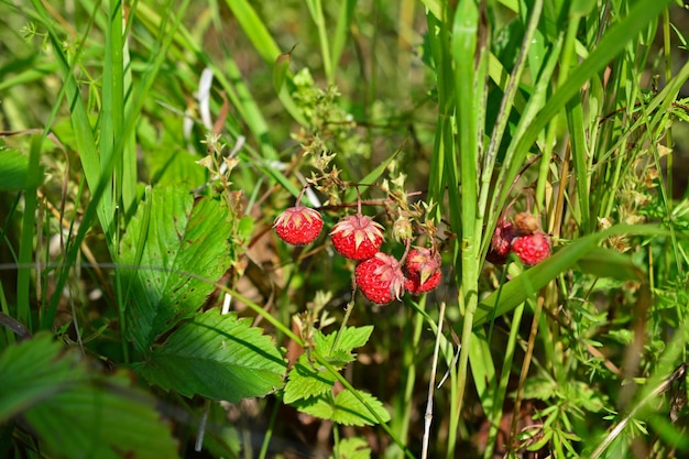 晴れた日の牧草地にイチゴの房