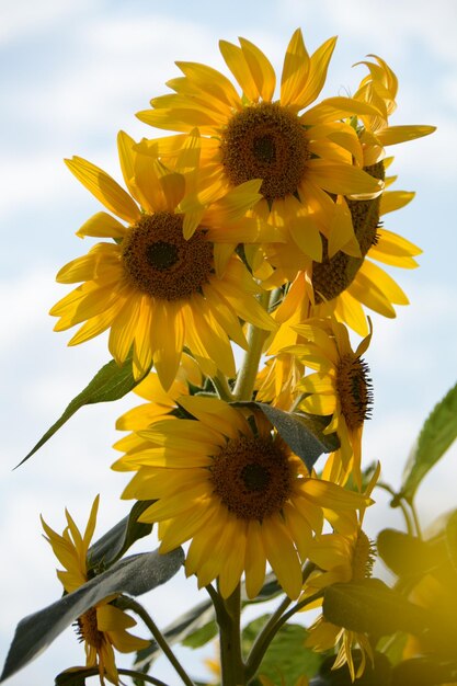 A bunch of sunflowers against a blue sky