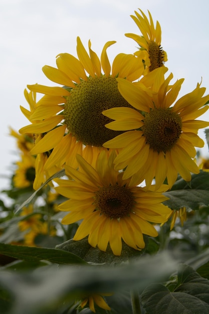 A bunch of sunflowers are in a field