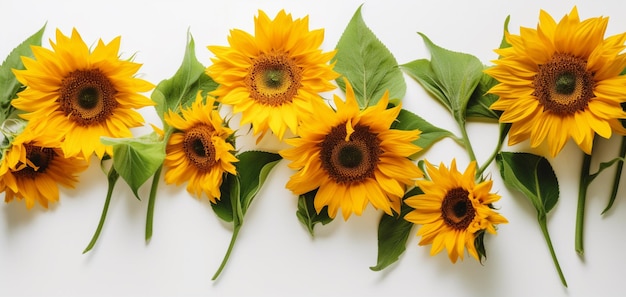 A bunch of sunflowers on a white background