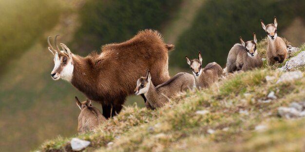 Bunch of tatra chamois standing on horizon in alpine mountains